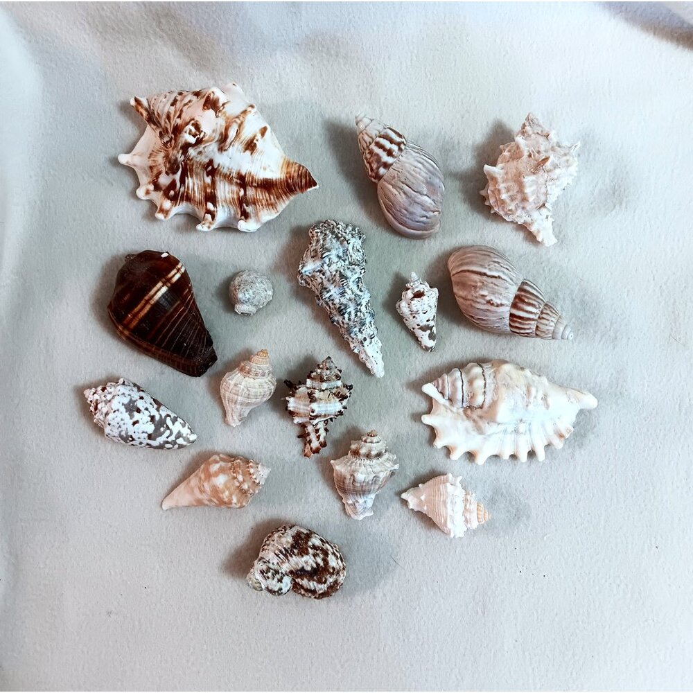 HOLD - Lot of 16 various shells - crafts, bathroom, aquarium - Lot A
